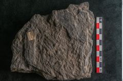 Foto (Detailansicht) von Plantae indet.  (NHMW-GEO-2024-0188-11526)